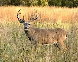 Texas Parks and Wildlife